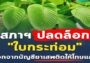 กฏหมายปลดล็อคกระท่อมฉบับล่าสุด ปี 64