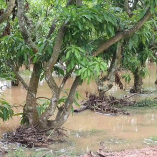 การแก้ปัญหาต้นไม้โดนน้ำท่วม