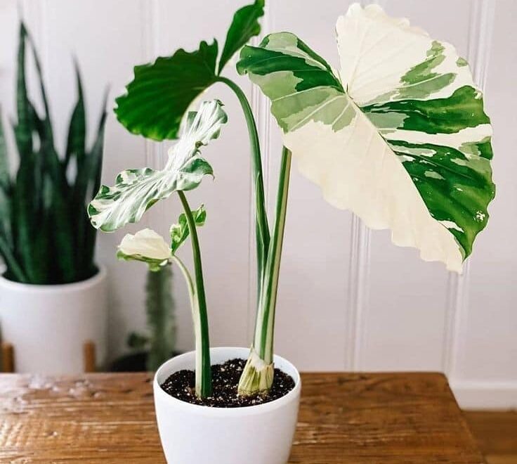 บอนกระดาดด่าง การเลือกสายพันธุ์และชนิดด่างแท้