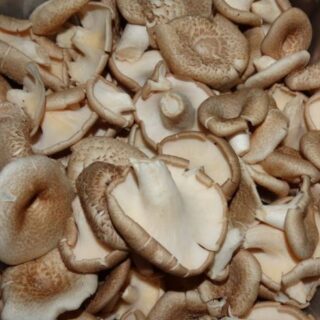 แนะนำกรรมวิธีการเพาะเห็ดลม