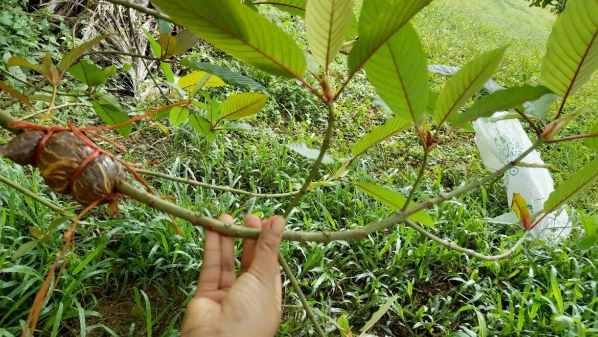 ตอนกิ่งกระท่อมอย่างไรให้ได้ผล