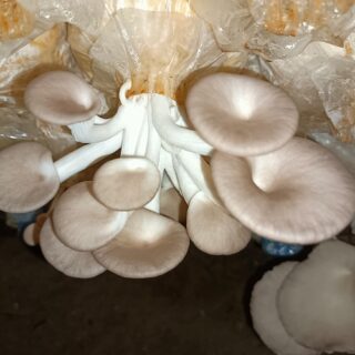 เพาะเห็ดนางฟ้า สร้างอาชีพ