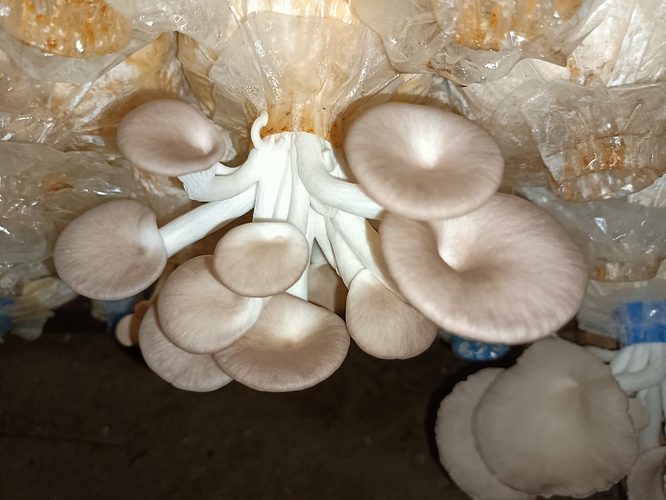 เพาะเห็ดนางฟ้า สร้างอาชีพ