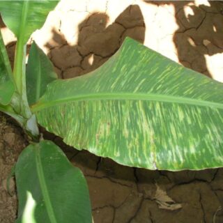 กล้วยด่างเทียม ด่างแท้ ดูยังไง