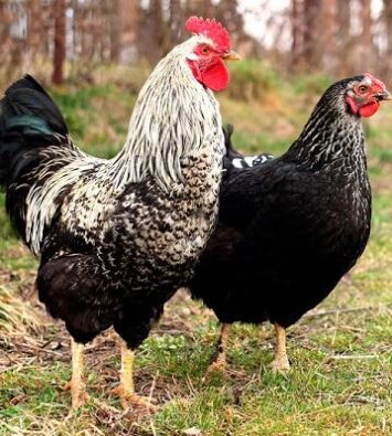 อยากเลี้ยงไก่ไข่ แต่พันธุ์ไหนดีสุด ต้องดู