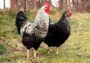 อยากเลี้ยงไก่ไข่ แต่พันธุ์ไหนดีสุด ต้องดู