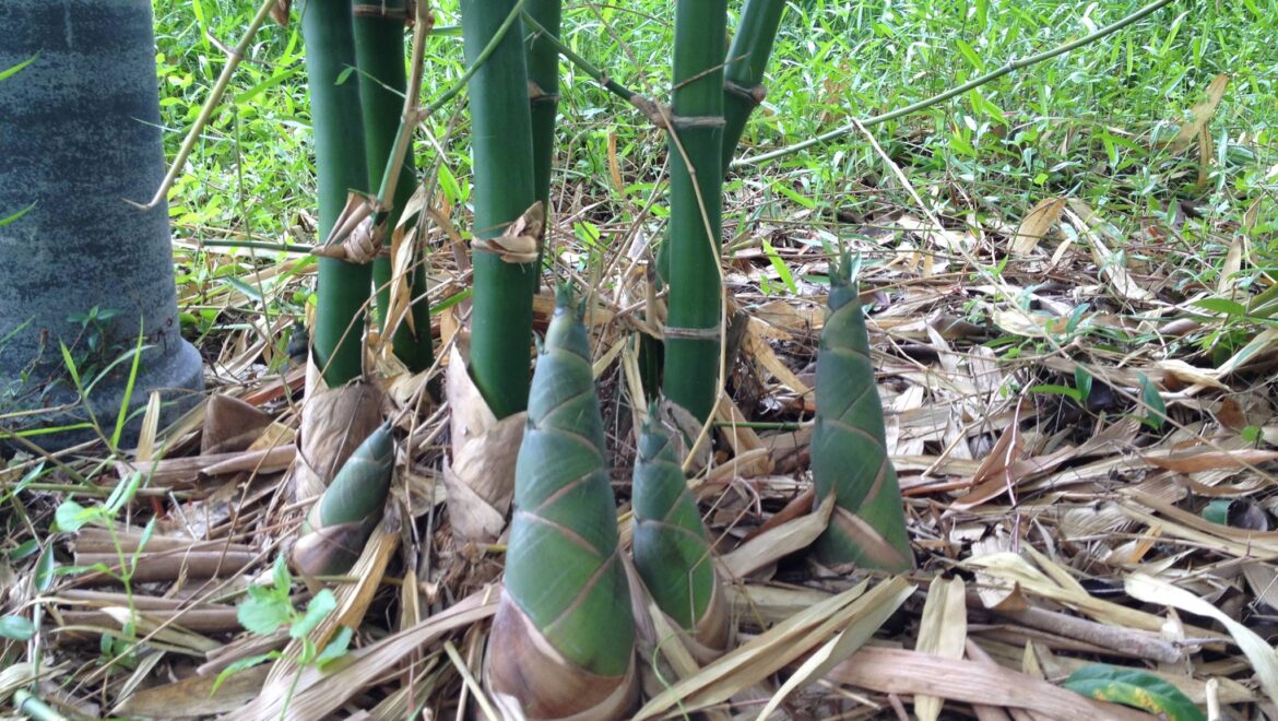 เทคนิคการปลูกไผ่กิมซุง ให้โตเร็ว