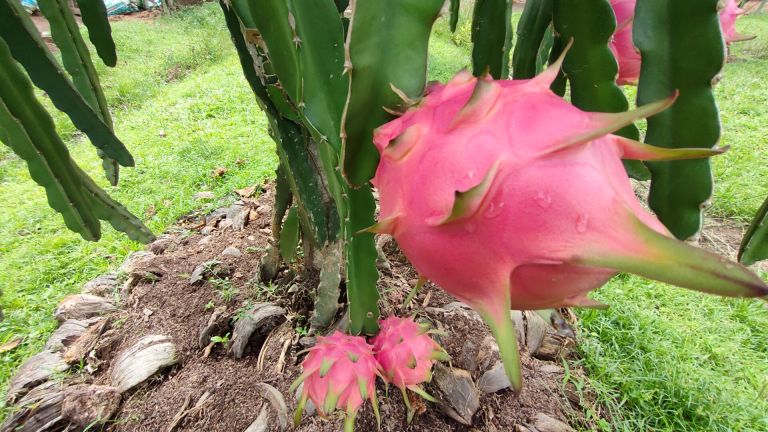 ต้นแก้วมังกร